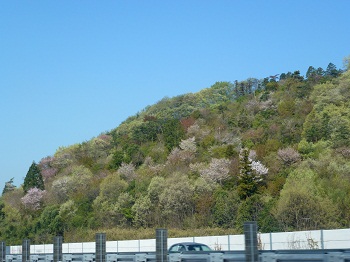 春の山.jpg