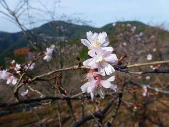 冬桜のアップ.jpg