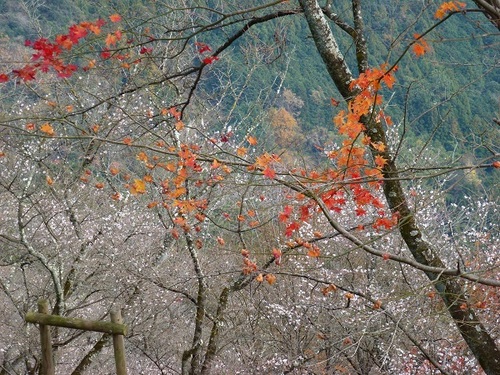 桜と紅葉１.jpg