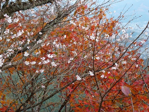 桜と紅葉２.jpg