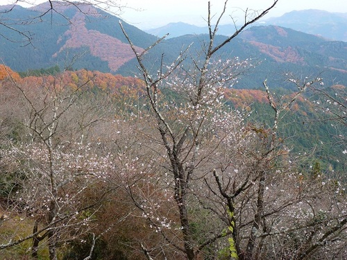 桜と紅葉３.jpg